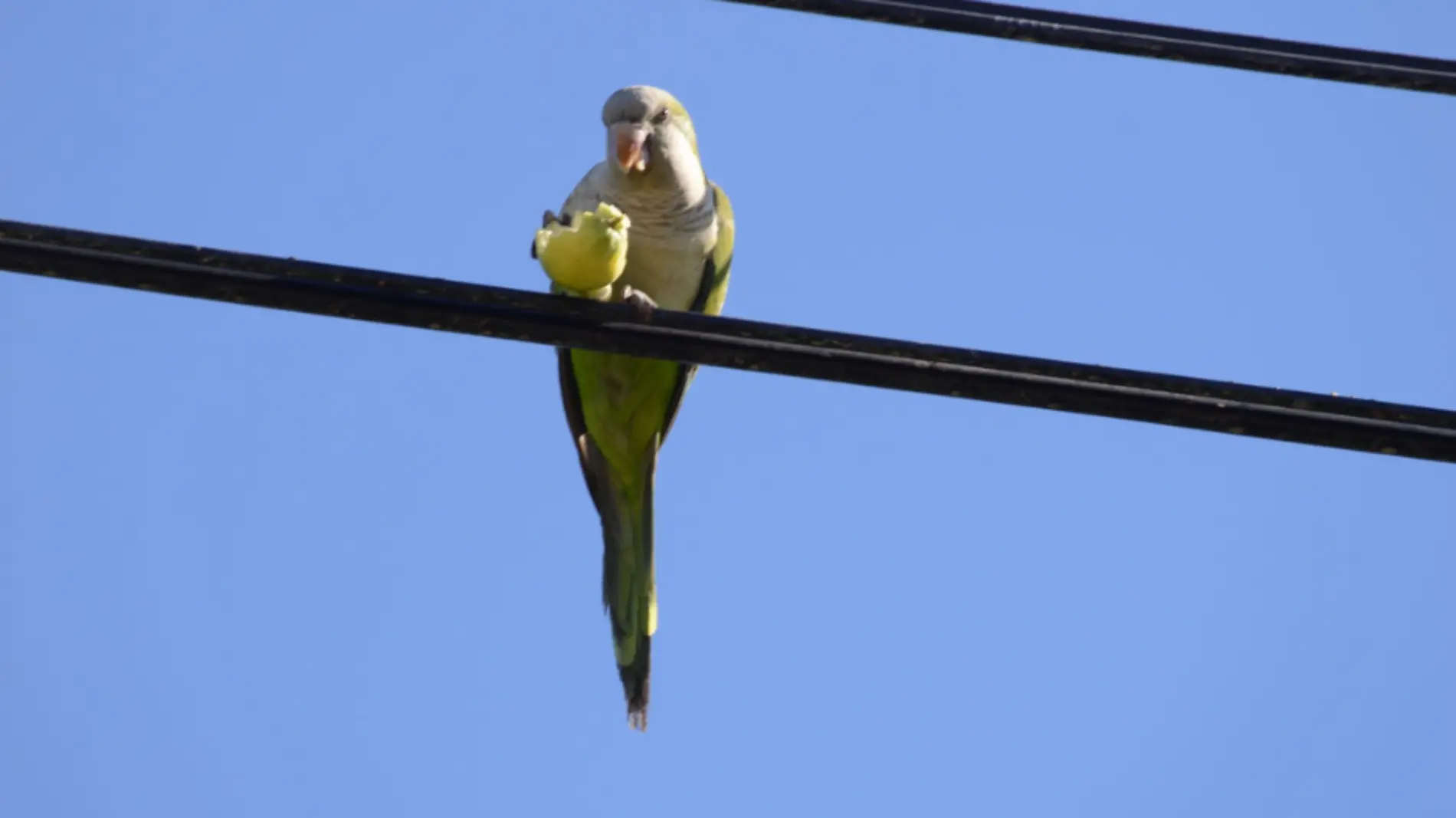 Loros monje en La Paz